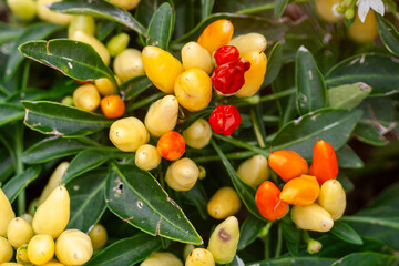 a plant with many fruits
