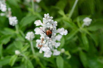 Japanese beetle on a flower