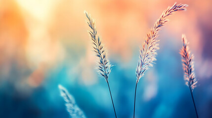 Obraz premium Golden Wheat Field at Sunset – Warm Nature Landscape Photography