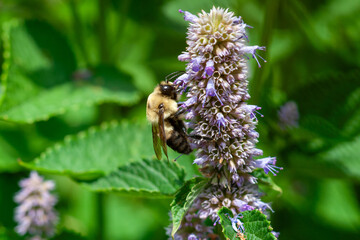a bee on a flower