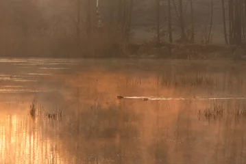 Fototapete Wiosenny mglisty poranek nad stawem w  Czechowicach Dziedzicach Podraj.  © Elżbieta Kaps