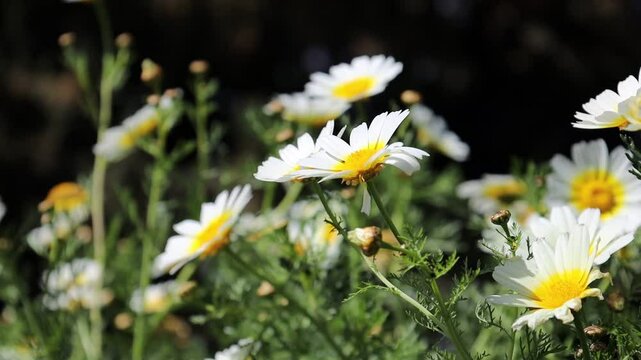 natureza