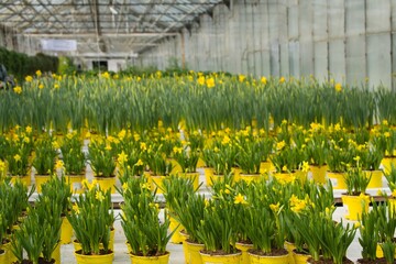 Young yellow daffodils with a large number of flowers and buds in yellow pots are put up for sale in the spring in the greenhouse of the shopping center.