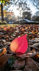 Autumn leaf on ground, sunlit, peaceful scene. Possible use nature photography, stock photo