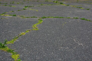 Plants growing from the asphalt cracks. Green moss growing in old footpath cracks.