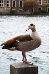 adult and juvenile ducks by the water