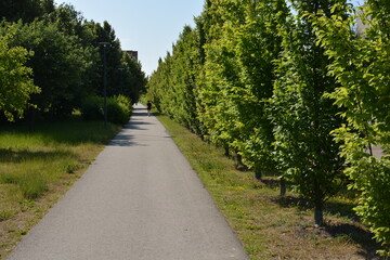 Footpath in a park with trees and torch at the sides. Sunny summer day. Runner in the distance. Park pathway with bushes growing in a row.
