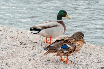 adult and juvenile ducks by the water