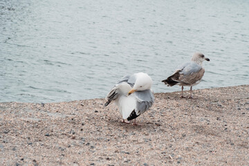 a beautiful white and brown seagull 