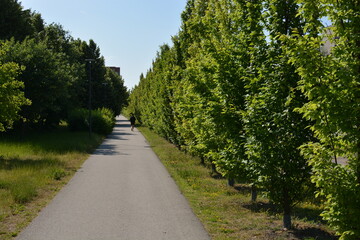Footpath in a park with trees and torch at the sides. Sunny summer day. Runner in the distance. Park pathway with bushes growing in a row.