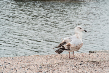 a beautiful white and brown seagull 