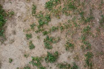 Dry land poor vegetation with some green grass floral pattern background