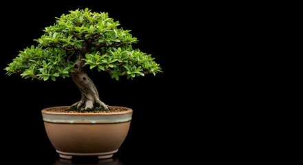 Bonsai Tree in a special pot, isolated on a Black background, banner, copy space, against a white wall
