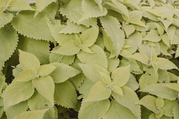 green leaves background