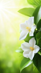 Obraz premium Blossoming white flowers in sunlit garden background; peaceful nature scene; perfect for a spring greeting card or website banner