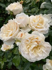White Roses
