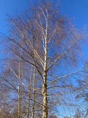 Birch Tree