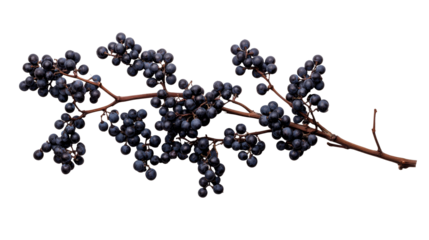 Dark cluster berries on branch, autumnal harvest, cut out transparent