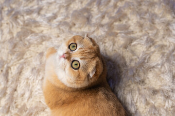 Scottish Fold Cat with Golden Chinchilla Fur