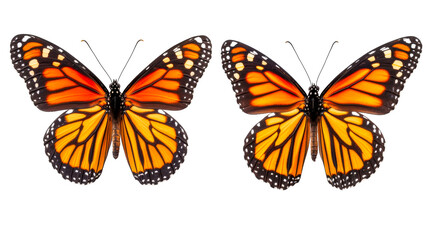 Fototapeta premium Monarch butterflies, vibrant wings, insect beauty, metamorphosis, isolated, cut out transparent