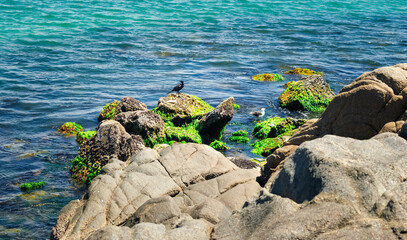 Fototapeta premium Rocks seen from Praia Grande, sea with crystal clear waters around and birds fishing on the rocks. Cabo Frio, Rio de Janeiro, Brazil.