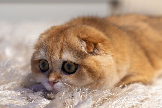 Scottish Fold Cat with Golden Chinchilla Fur - Powered by Adobe