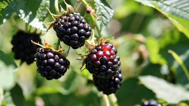 Fresh blackberries grow on bramble bushes in a sunlit garden during late summer