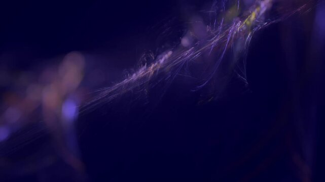 Leuchtende violette filigrane Lichtfasern &ndash; dynamische Wissenschafts- und Technologie-Visualisierung zu Datentransfer und moderner Kommunikation, Nebel, Forschung
