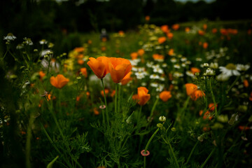 California Mohnblume