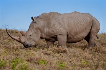 Fototapeta premium white rhino walking in the grass
