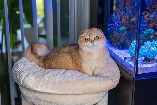 Scottish Fold Cat with Golden Chinchilla Fur