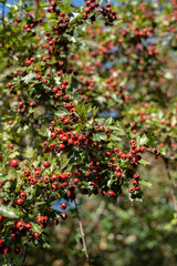 This image shows a bush with numerous small red berries and green leaves. Based on the appearance of the berries and the leaves, it looks like a hawthorn bush.