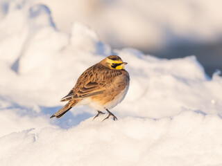 A Horned Lark perched in sunlight on a pile of snow