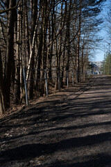 a quiet forest pathway bordered by a wooden fence, lined with tall birch and pine trees casting intricate shadows, leading towards distant urban architecture under a clear blue sky. stillness