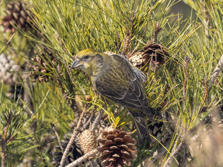 A female Red Crossbill perched in a pine and feeding on seed in the cones