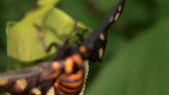 Wasp Moth lays eggs larvae on backside of leaf, selective focus, pest concept.