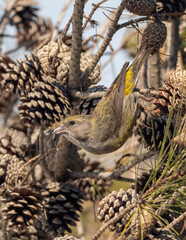An immature Red Crossbill perched in a pine and feeding on seed in the cones