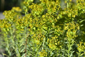 pictures of wild plants, medicinal flowers. photos of spurge flowers.