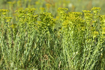 pictures of wild plants, medicinal flowers. photos of spurge flowers.