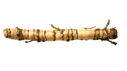 Calamus root with striped texture, traditional herb, cut out transparent
