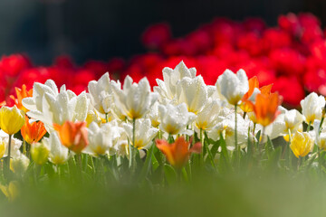 tulipanes en el parque un dia de sol con fondo de tulipanes rojos desenfocados