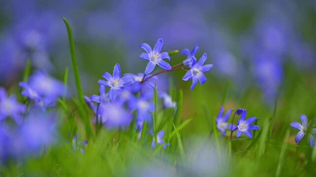 Blaustern, Scilla, Fr&uuml;hling, Wiese, Baden-W&uuml;rttemberg, Deutschland, Europa
