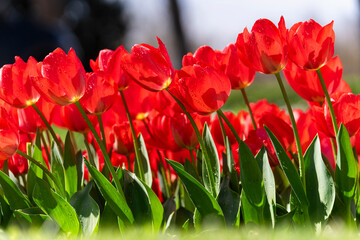 tulipanes vistos de lado en el parque un dia de sol sin gente