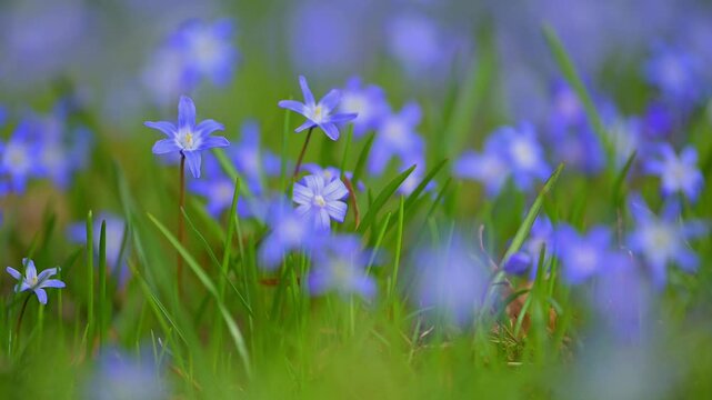 Blaustern, Scilla, Fr&uuml;hling, Wiese, Baden-W&uuml;rttemberg, Deutschland, Europa