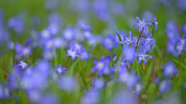 Blaustern, Scilla, Fr&uuml;hling, Wiese, Baden-W&uuml;rttemberg, Deutschland, Europa