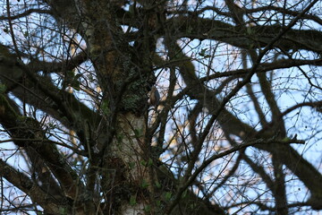 tree, nature, sky, forest, trees, pine, green, blue, branch, leaves, branches, spring, wood, tall, summer, woods, plant, season, sun, outdoors, leaf, flora, sunlight, landscape, trunk