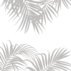 Realistic blurred leaf palm shadow effect isolated on transparent background. Plant foliage silhouette blur branch leaves shadow. mockup for product presentation design elements, PNG