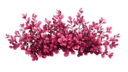 Decorative pink bush with lush foliage and delicate branches, cut out transparent