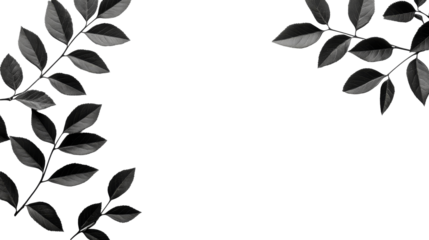 Elegant floral leaf black monochrome background, cut out transparent