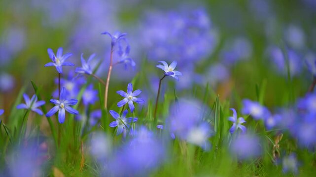 Blaustern, Scilla, Fr&uuml;hling, Wiese, Baden-W&uuml;rttemberg, Deutschland, Europa